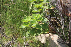 Pelargonium cucullatum strigifolium