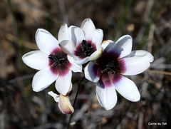 Ixia versicolor