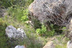 Pelargonium cucullatum strigifolium