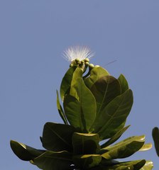 Barringtonia asiatica