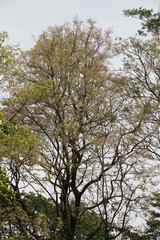 Stereospermum chelonoides