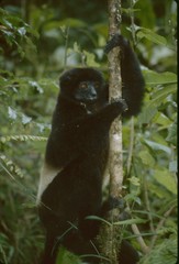Propithecus edwardsi