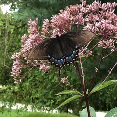 Papilio glaucus