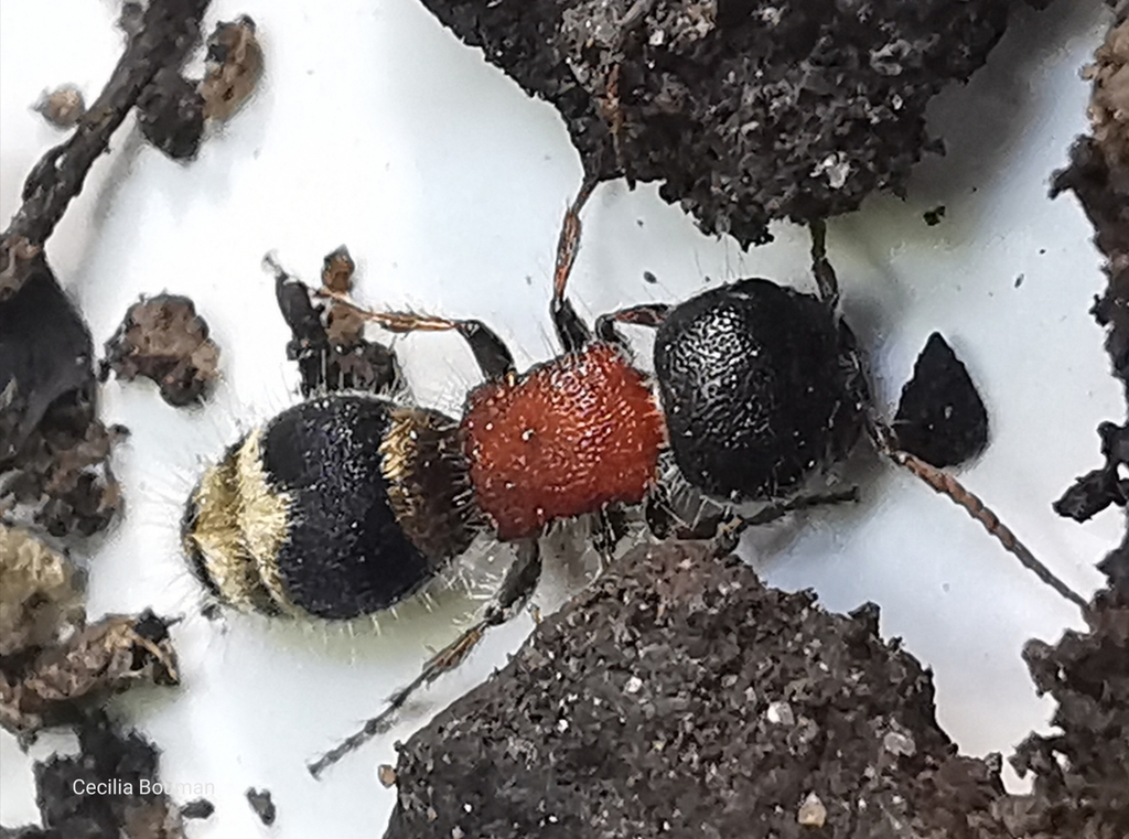 Myrmilla capitata