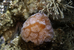 Aplidium elegans