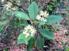 Lomatia arborescens