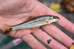 Phenacobius mirabilis