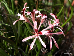Pelargonium longifolium