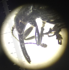 Haplorhynchites aeneus