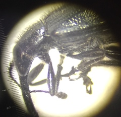 Haplorhynchites aeneus