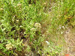 Phacelia mutabilis