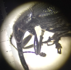 Haplorhynchites aeneus