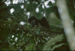 Propithecus edwardsi