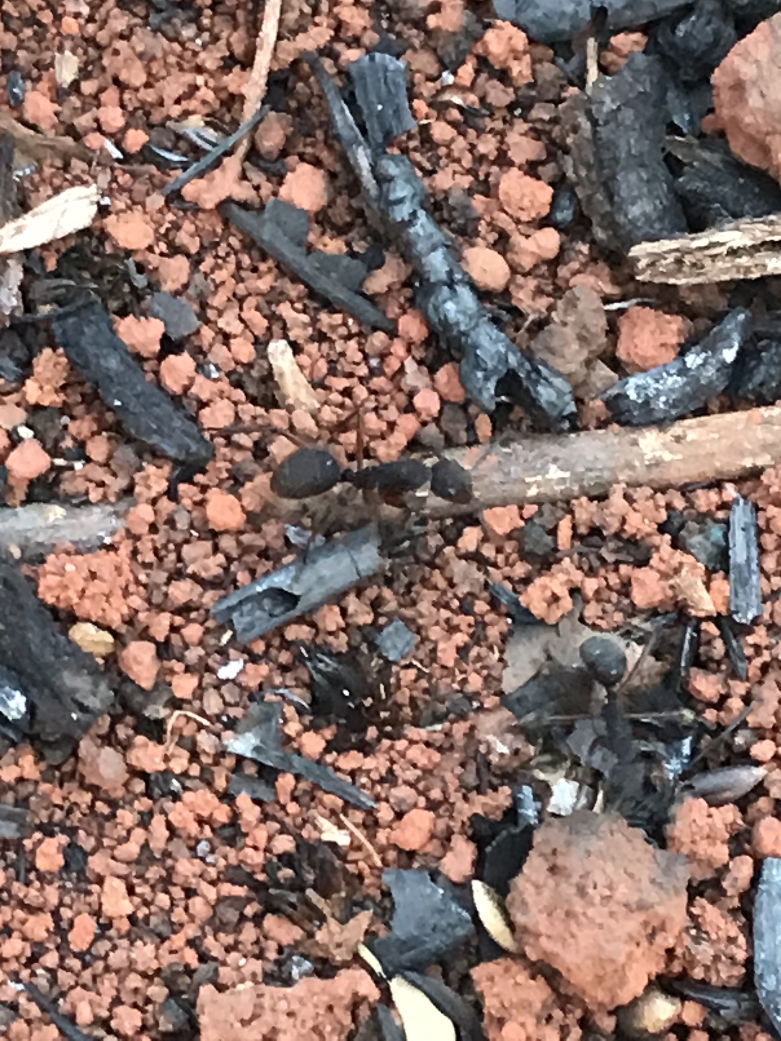 Camponotus rufipes