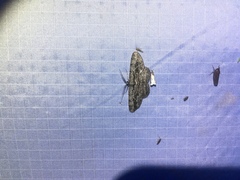 Ectropis crepuscularia