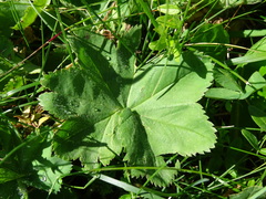 Alchemilla