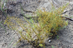Thesium maritimum