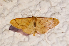 Idaea demissaria