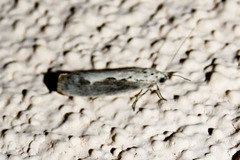 Ethmia semitenebrella