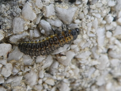 Coleoptera