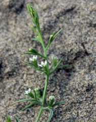 Thesium maritimum