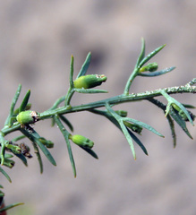 Thesium maritimum