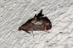 Hypsopygia phoezalis