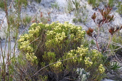 Brunia paleacea