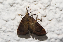 Hypsopygia phoezalis