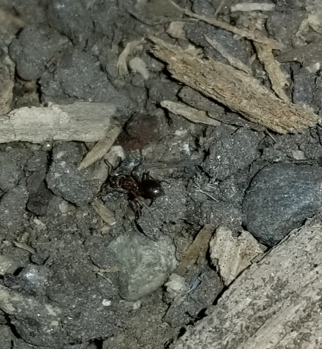 Formica fusca