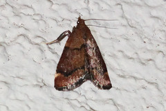 Hypsopygia phoezalis