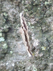 Erechthias fulguritella