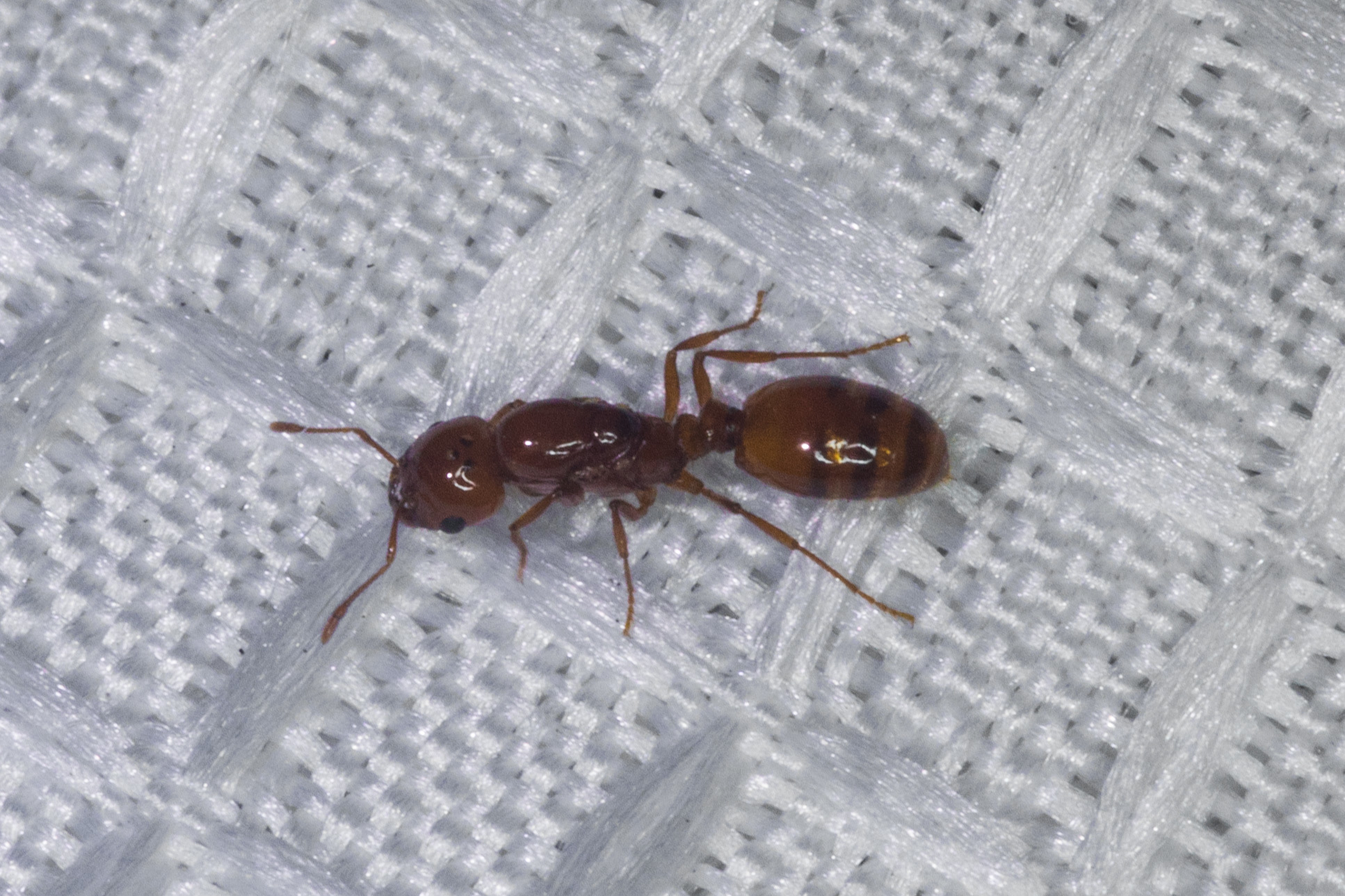 Solenopsis
