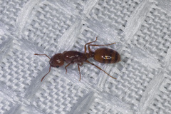 Solenopsis amblychila