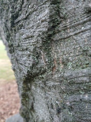 Erechthias fulguritella