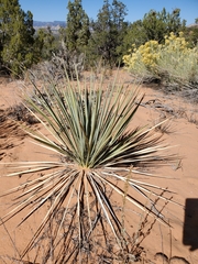 Yucca angustissima kanabensis