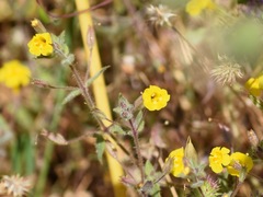 Erythranthe floribunda