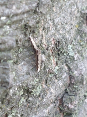 Erechthias fulguritella