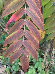 Rhus typhina