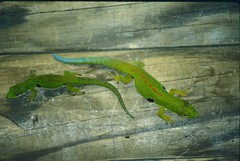 Phelsuma quadriocellata