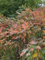Rhus typhina