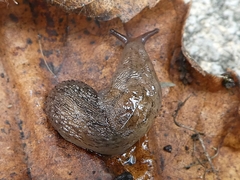 Gastropoda