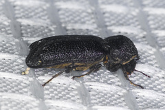 Amphicerus cornutus