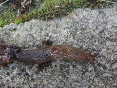 Gastropoda