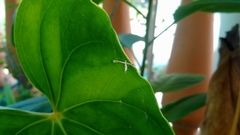 Arthropoda