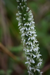 Platanthera elegans elegans
