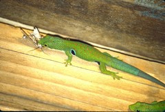 Phelsuma quadriocellata
