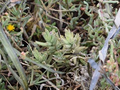 Chloropyron maritimum palustre