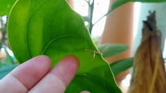Arthropoda