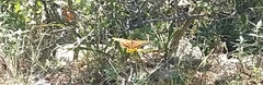 Euptoieta claudia